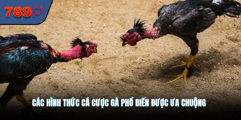 Các hình thức cá cược gà phổ biến được ưa chuộng